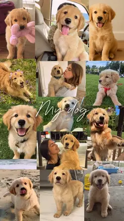 My Dog