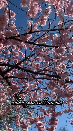 cherry blossom