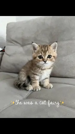 AI Fairy cat