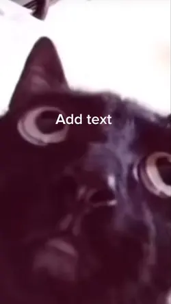 Crazy cat 