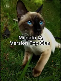 Gato Top gun