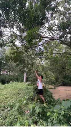 Harvesting Mangoes
