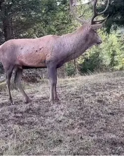 Nic Deer