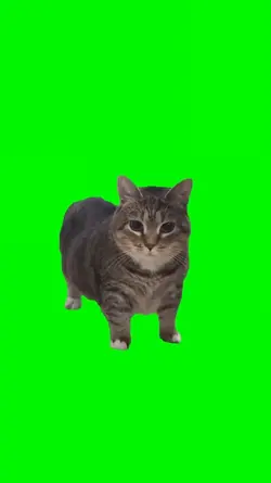 Spinning Cat Meme