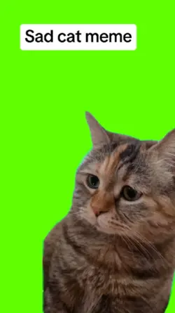 Sad cat meme