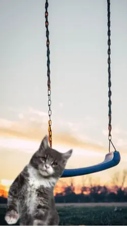 Cat template