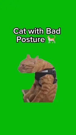 Cat Posture 