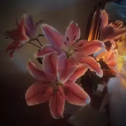 Golden brown lilies 