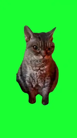 angry cat meme