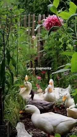 Spring moments