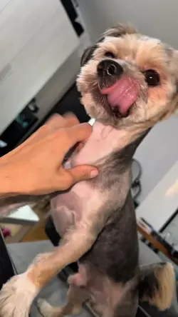 Puffy Grooming