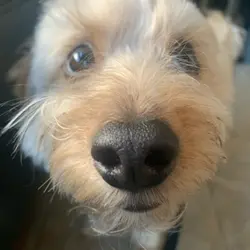 Little Andy