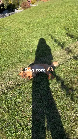 .dog core.