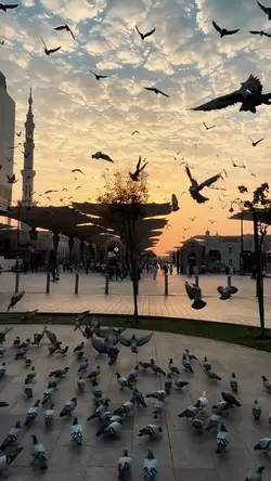 cinematic islamic 