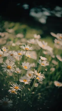 Daisy Days