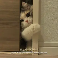 learn how to meow