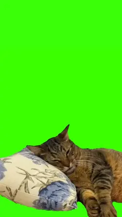 kucing lagi tidur