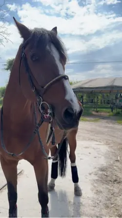 cavallo devastante😻😻