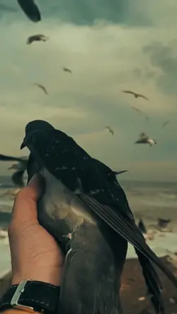 Slow motion video