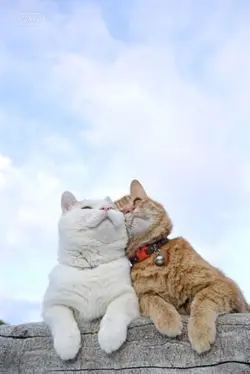 Cat Snuggle