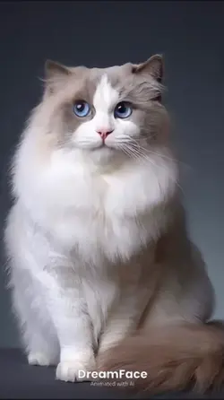 Apt cat sings แมวร้อง