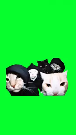 gangsta cats