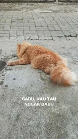 babu kucing
