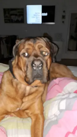 Mein Hund meckert