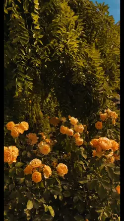 Color Gradient 