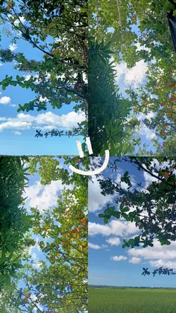 4 pics