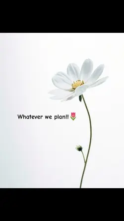 Allah's plan