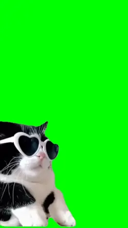 Gato con gafas