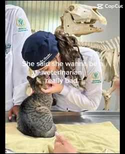 vet 🐾