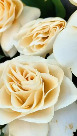 Whisper of flowers