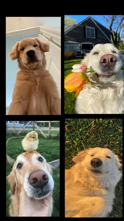 Dogs puppy fyp