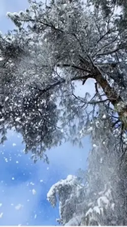 Snow Trend