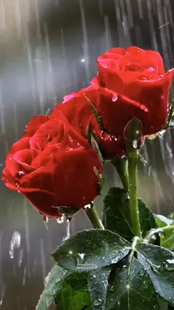 Selamat Pagi