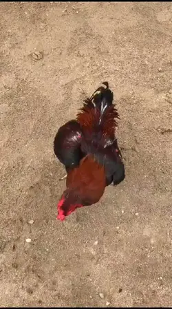 Ayam Bangkok