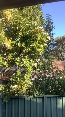 Backyard tour!!!!