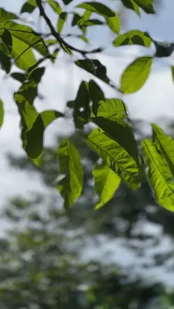 CINEMATIC KECE