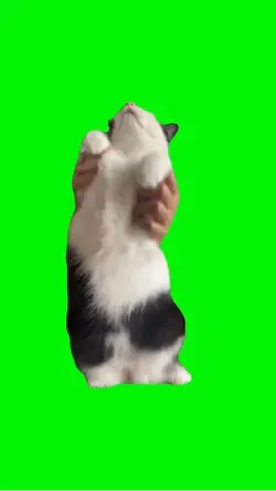 cat dance meme