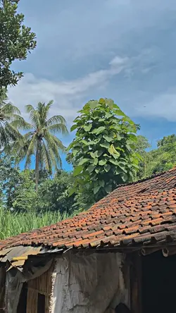 1VID FILTER