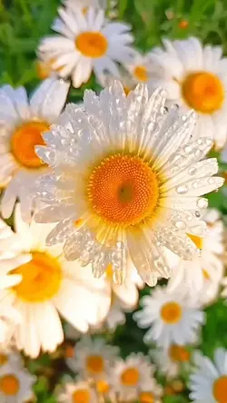 3 video