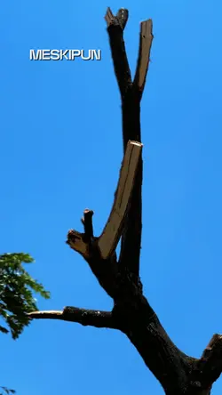 mengejar mimpi trend