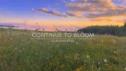 Bloom