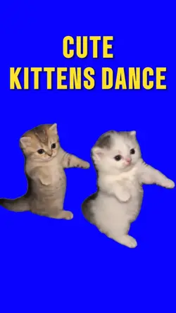 CUTE KITTENS DANCE