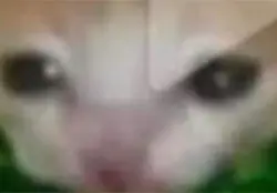 …