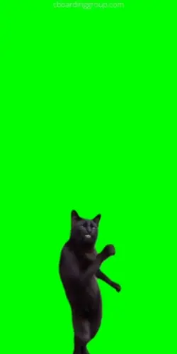 gato dançando