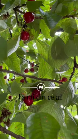 Fă rai din ce ai!