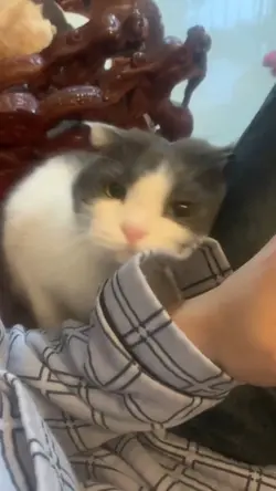 Slowmotion kucing